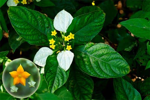 Cây Bướm bạc Mussaenda pubescens
