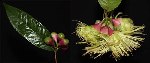 Lý có tên khoa học: Syzygium jambos var. sylvaticum (Gagnep.) Merr. & L.M.Perry.