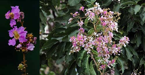 Bằng lăng nhiều hoa có tên khoa học: Lagerstroemia floribunda Jack.