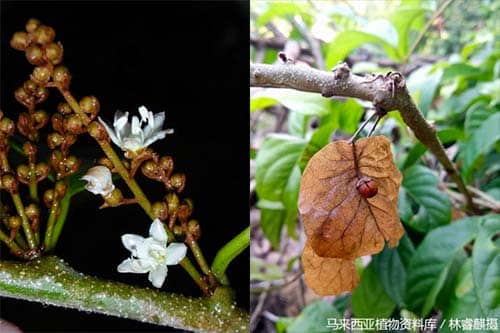 Cà giang Neuropeltis racemosa