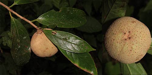 Chè cám có tên khoa học: Camellia furfuracea (Merr.) Cohen-Stuart