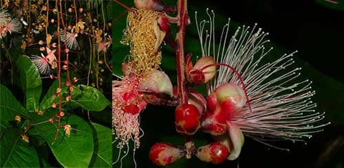Chiếc chùm có tên khoa học: Barringtonia racemosa (L.) Spreng