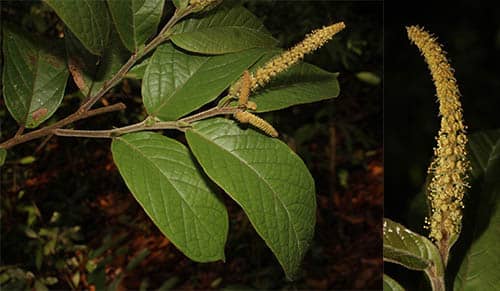 Chòi mòi lông dài có tên khoa học: Antidesma velutinosum Blume.