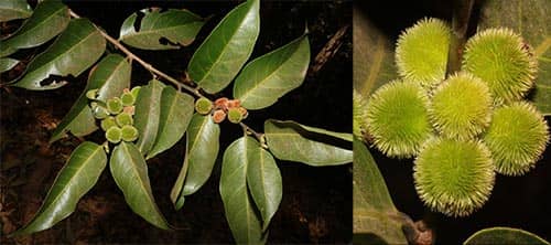 Dạ nâu có tên khoa học: Chaetocarpus castanocarpus (Roxb.) Thwaites