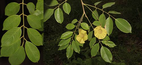Giáng hương có tên khoa học: Pterocarpus macrocarpus Kurz