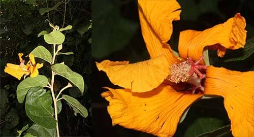 Bụi gỗ hoa xoắn có tên khoa học: Hibiscus mesnyi Pierre. 