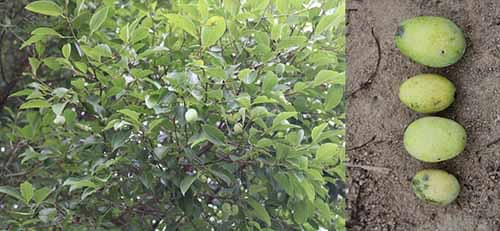 Kơ nia có tên khoa học: Irvingia malayana Oliv. ex A.W.Benn.