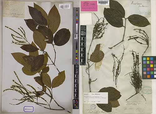 Lôi có tên khoa học: Crypteronia paniculata var. pubescens (Wall.) Kurz