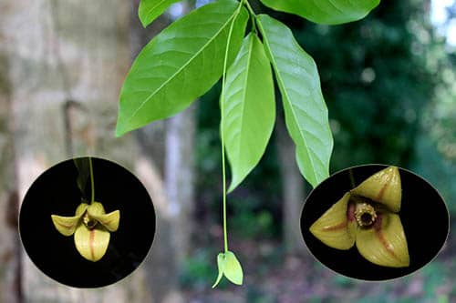 Nhọc lá dài Polyalthia jucunda