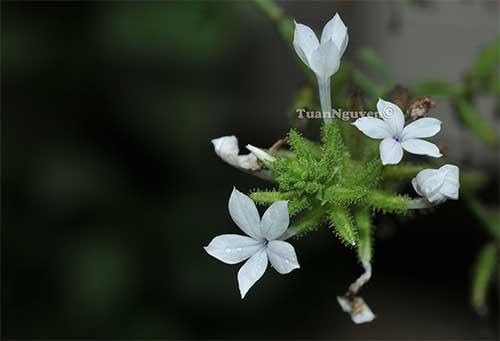 Bạch hoa xà Plumbago zeylanica