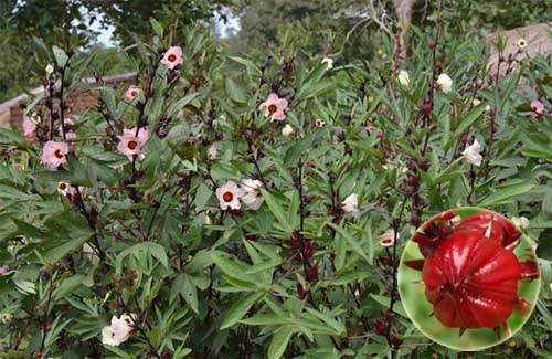 Bụp giấm Hibiscus sabdariffa