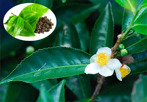 Cây chè Camellia sinensis