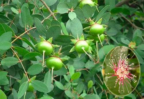 Cây Bần Sonneratia caseolaris