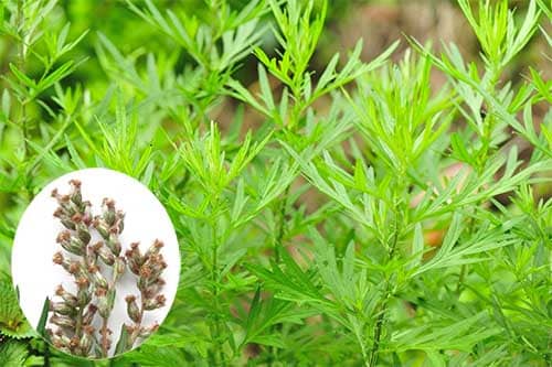 Ngải cứu Artemisia vulgaris 