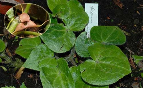 Thổ tế tân Asarum caudigerum